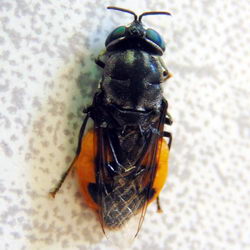 Odontomyia flavissima